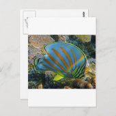 Carte Postale Poisson papillon (Devant / Derrière)