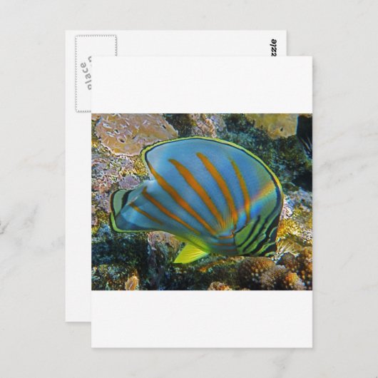 Carte Postale Poisson papillon (Devant / Derrière)