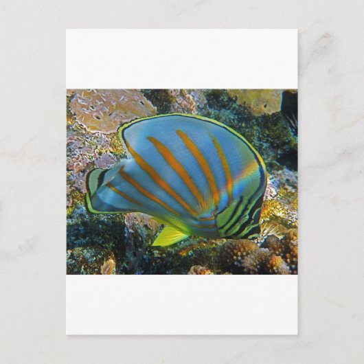 Carte Postale Poisson papillon (Devant)