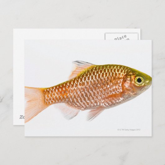 Carte Postale Poisson-perche (Puntius conchonius) (Devant / Derrière)