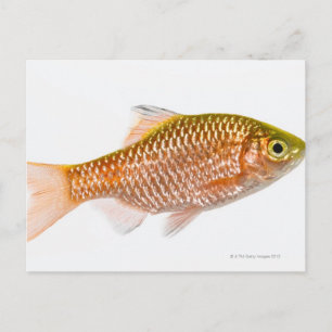 Carte Postale Poisson-perche (Puntius conchonius)