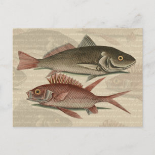 Carte Postale Poisson Perche Rouge Pêcheur d'Art