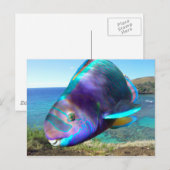Carte Postale Poisson perroquet de la baie Hanauma Oahu Hawaii (Devant / Derrière)