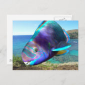 Carte Postale Poisson perroquet de la baie Hanauma Oahu Hawaii (Devant / Derrière)