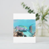 Carte Postale Poisson perroquet Hawaii (Debout devant)