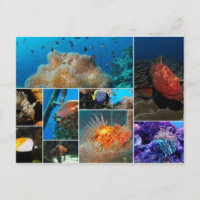 Poisson, Photo Collage.