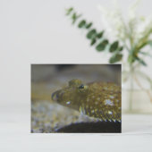 Carte Postale poisson plat (Debout devant)