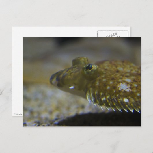 Carte Postale poisson plat (Devant / Derrière)