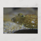 Carte Postale poisson plat (Devant)