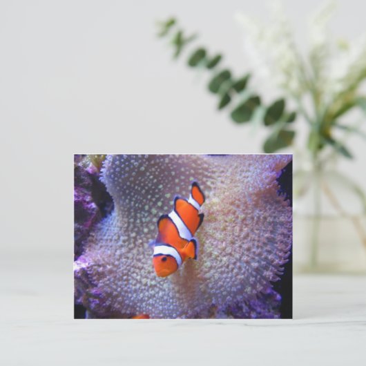 Carte Postale poisson, poisson clown (Debout devant)