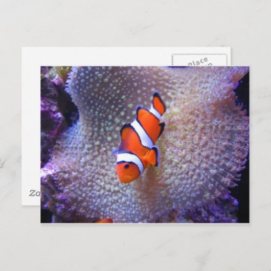 Carte Postale poisson, poisson clown (Devant / Derrière)