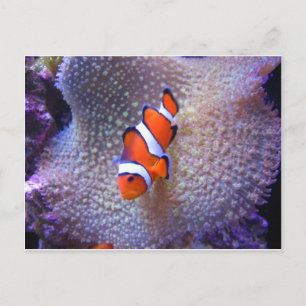 Carte Postale poisson, poisson clown