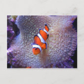 Carte Postale poisson, poisson clown (Devant)