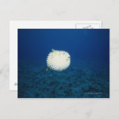 Carte Postale Poisson Porcupine (Devant / Derrière)