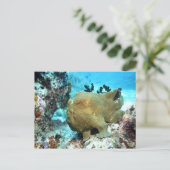 Carte Postale Poisson-porteuse camouflée (Debout devant)