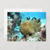 Carte Postale Poisson-porteuse camouflée (Devant / Derrière)