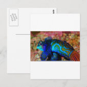 Carte Postale Poisson psychodelique (Devant / Derrière)