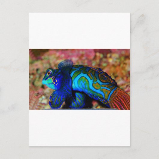 Carte Postale Poisson psychodelique (Devant)