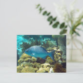 Carte Postale Poisson récif (Debout devant)