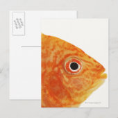 Carte Postale Poisson Red Deacon (Devant / Derrière)