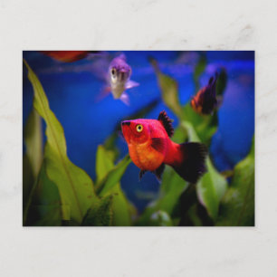 Carte Postale Poisson Red Platy
