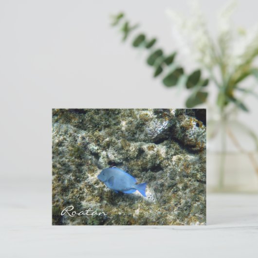 Carte Postale poisson roatán (Debout devant)