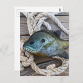 Carte Postale Poisson rouge sur quai et corde (Devant / Derrière)