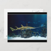 Carte Postale Poisson-scie (Devant / Derrière)