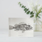 Carte Postale Poisson Scorpion (Debout devant)