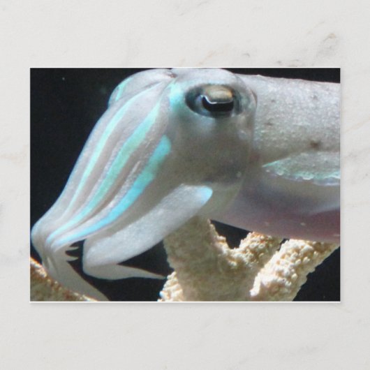 Carte Postale Poisson-seigle (Devant)