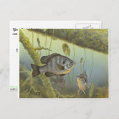Carte Postale Poisson-soleil (Devant / Derrière)