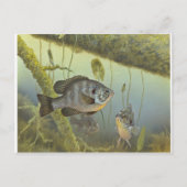Carte Postale Poisson-soleil (Devant)