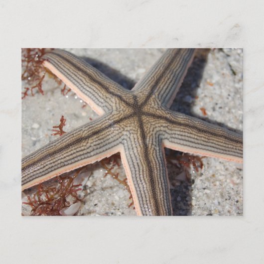 Carte Postale Poisson Starfish de l'île de Caladesi (Devant)