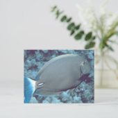 Carte Postale Poisson Tang (Debout devant)