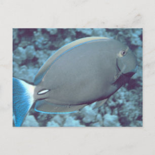 Carte Postale Poisson Tang