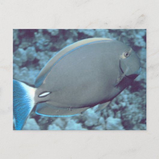 Carte Postale Poisson Tang (Devant)