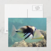 Carte Postale Poisson-trigger Hawaii - Humuhumunukunukuapua'a (Devant / Derrière)
