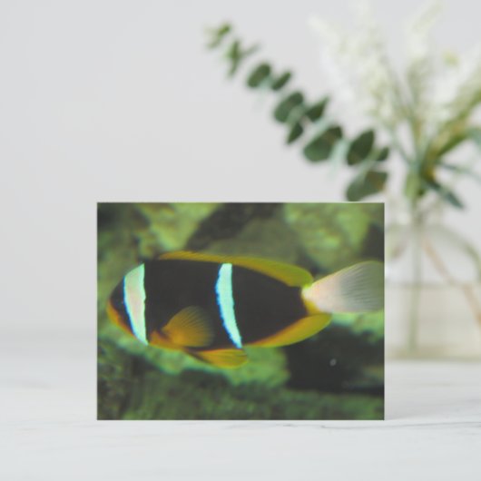 Carte Postale poisson tropical (Debout devant)