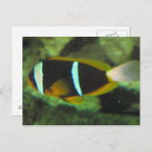 Carte Postale poisson tropical (Devant / Derrière)