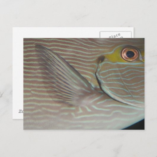 Carte Postale poisson tropical (Devant / Derrière)