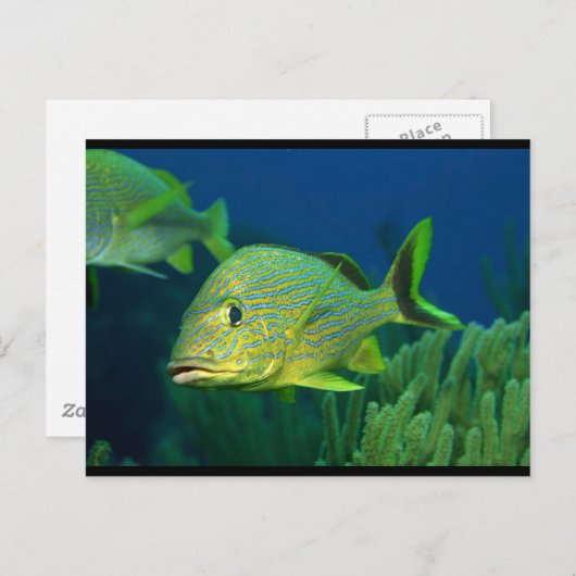 Carte Postale Poisson tropical (Devant / Derrière)