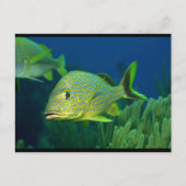 Carte Postale Poisson tropical (Devant)