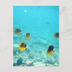 Carte Postale Poisson tropical à Hawaii