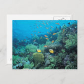 Carte Postale Poisson tropical nageant sur le récif (Devant / Derrière)