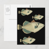 Carte Postale Poisson-verge (Devant / Derrière)