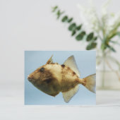 Carte Postale Poisson-verge gris (Debout devant)