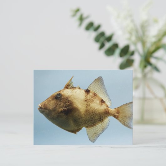 Carte Postale Poisson-verge gris (Debout devant)