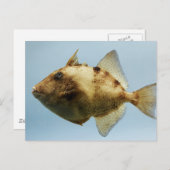 Carte Postale Poisson-verge gris (Devant / Derrière)