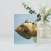 Carte Postale Poisson-verge gris (Debout devant)