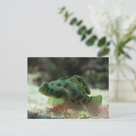 Carte Postale Poisson vert (Debout devant)